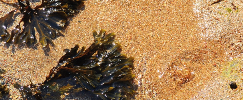 Fucus Vesiculosus Welche Potenz Zum Abnehmen