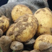 Die Kartoffeldiät soll beim Abnehmen helfen.