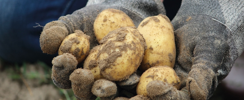 Die Kartoffeldiät soll beim Abnehmen helfen.