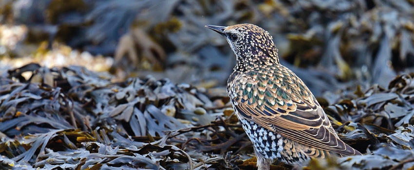 Vogel der in Blasentang steht.