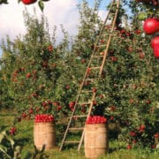 Abnehmen mit der 24 Stunden Diät? Erfahrungen