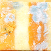 Schimmelkäse bei Anti Pilz Diät