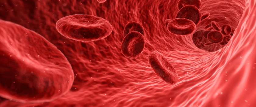 Blutzellen - Blutgruppendiät