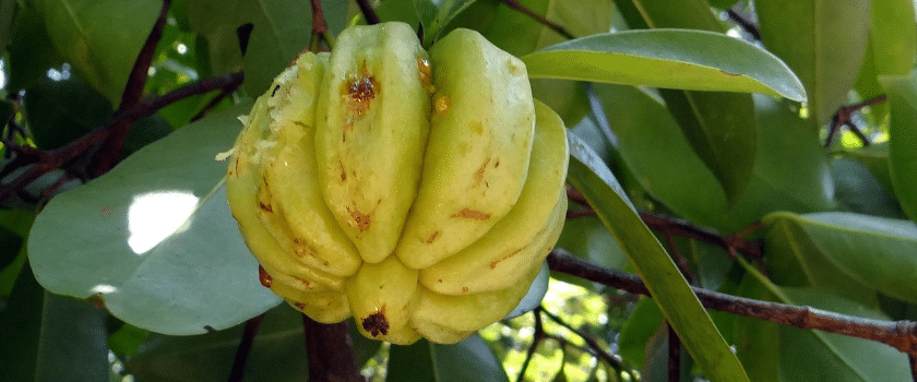 Garcinia Cambogia Erfahrungen