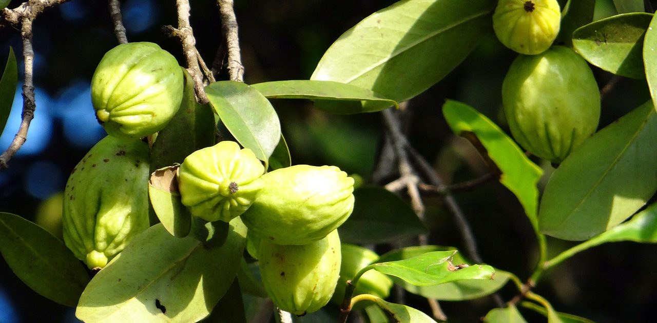 Die Wirkung von Garcinia Cambogia soll bestens dazu geeignet sein eine Diät zu halten – in der Apotheke ist es deshalb auch erhältlich