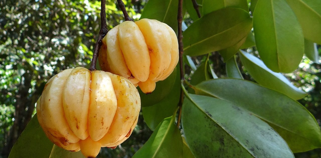Angeblich hat Garcinia Cambogia keine Nebenwirkungen – ob das stimmt sollen die Erfahrungen zeigen.