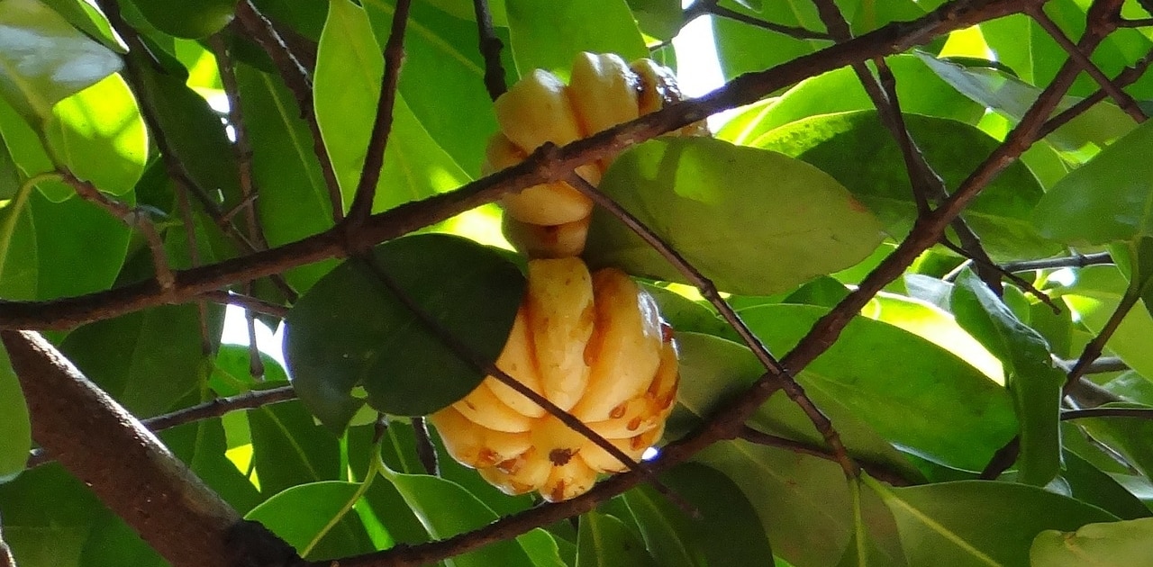 Da nur natürliche Zutaten bei Pure Cambogia Ultra verwendet werden, sollen keine Nebenwirkungen auftreten.