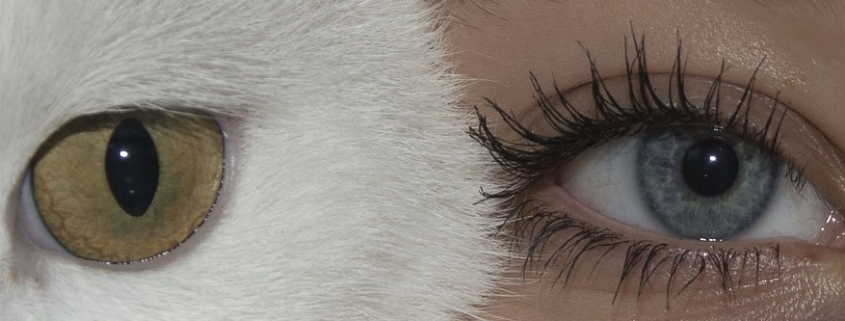 augen hervorheben