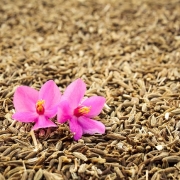 Mit Kreuzkümmel abnehmen